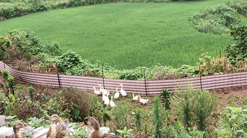 农村散养鹅