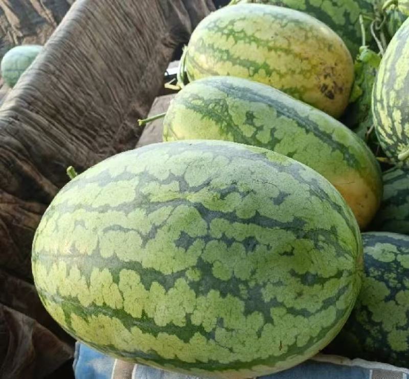 西瓜！凯旋西瓜！传统西瓜！！！！！！！！！