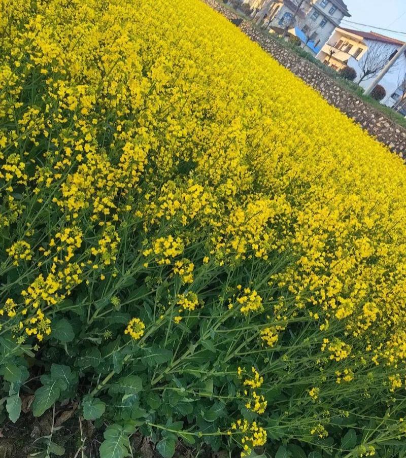 矮油至尊油菜种子榨油耐寒早熟矮杆抗倒宜直播化收割