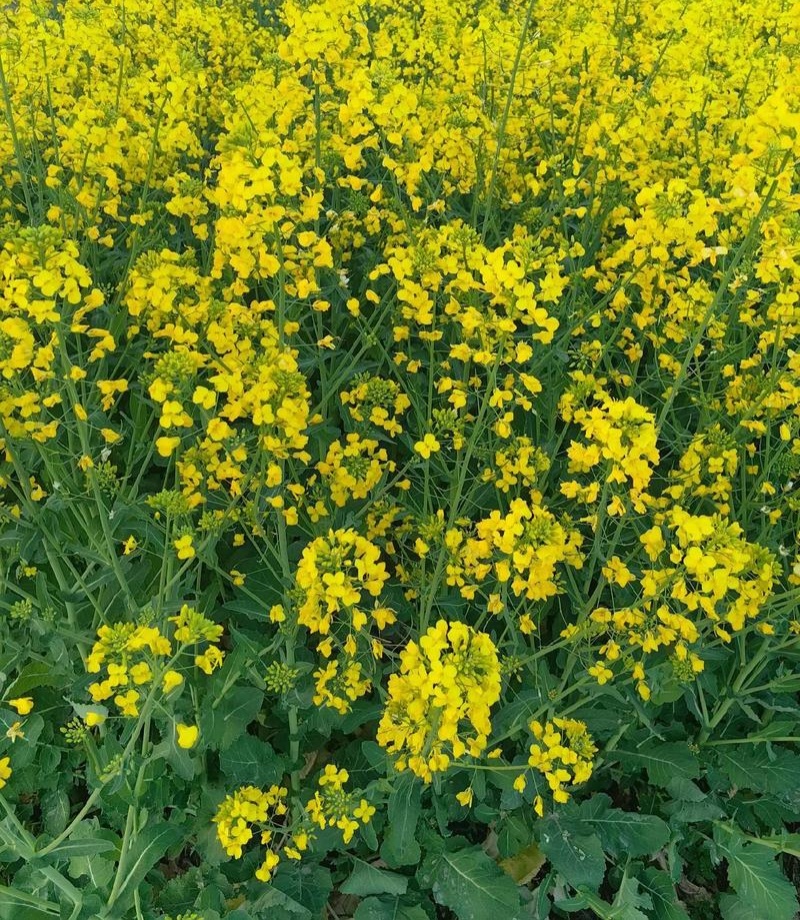 矮油至尊油菜种子榨油耐寒早熟矮杆抗倒宜直播化收割