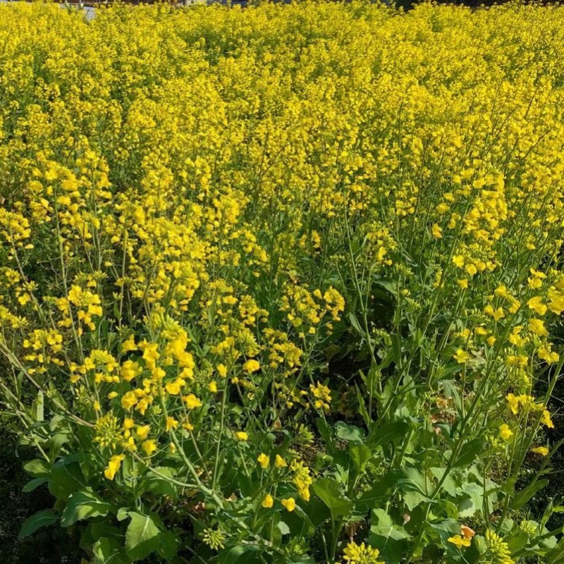矮油至尊油菜种子榨油耐寒早熟矮杆抗倒宜直播化收割