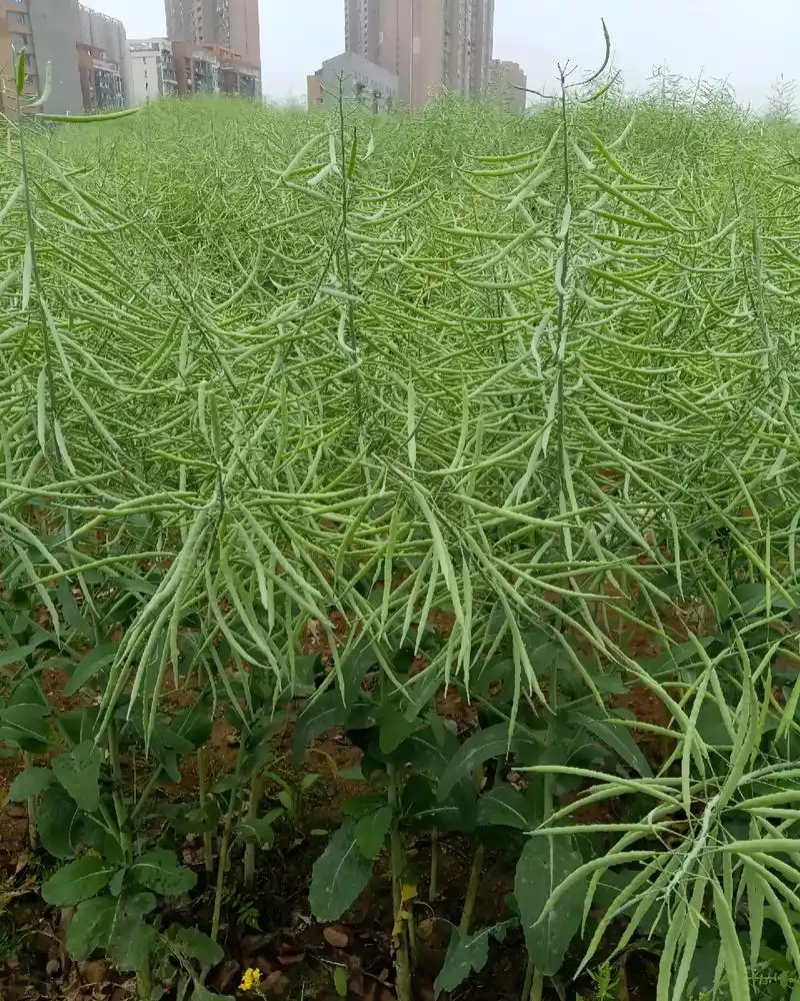 矮油至尊油菜种子榨油耐寒早熟矮杆抗倒宜直播化收割