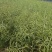 矮油至尊油菜种子榨油耐寒早熟矮杆抗倒宜直播化收割