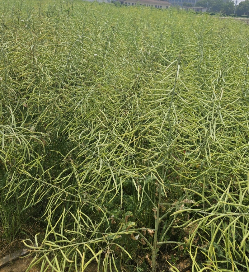 矮油至尊油菜种子榨油耐寒早熟矮杆抗倒宜直播化收割