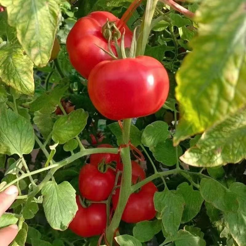金粉美佳粉红番茄种子无限生长型高圆形春秋播蔬菜大果西红柿