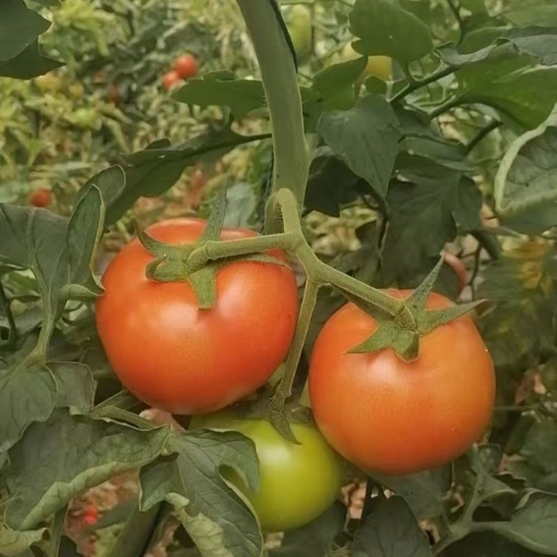 金粉美佳粉红番茄种子无限生长型高圆形春秋播蔬菜大果西红柿