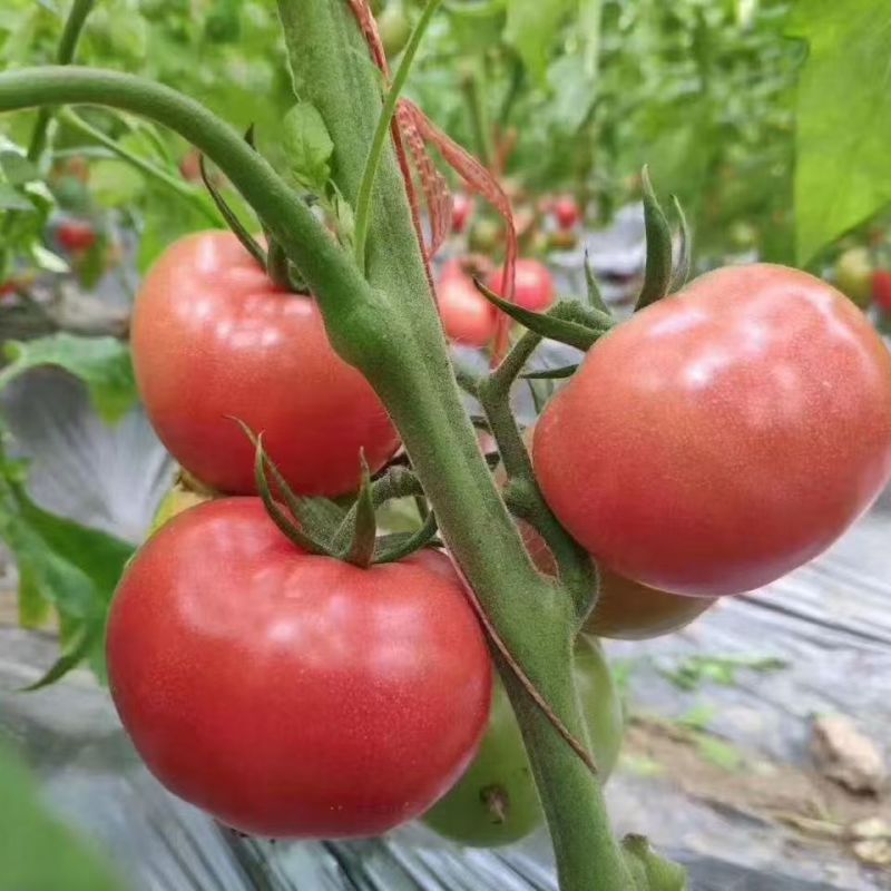 金粉美佳粉红番茄种子无限生长型高圆形春秋播蔬菜大果西红柿