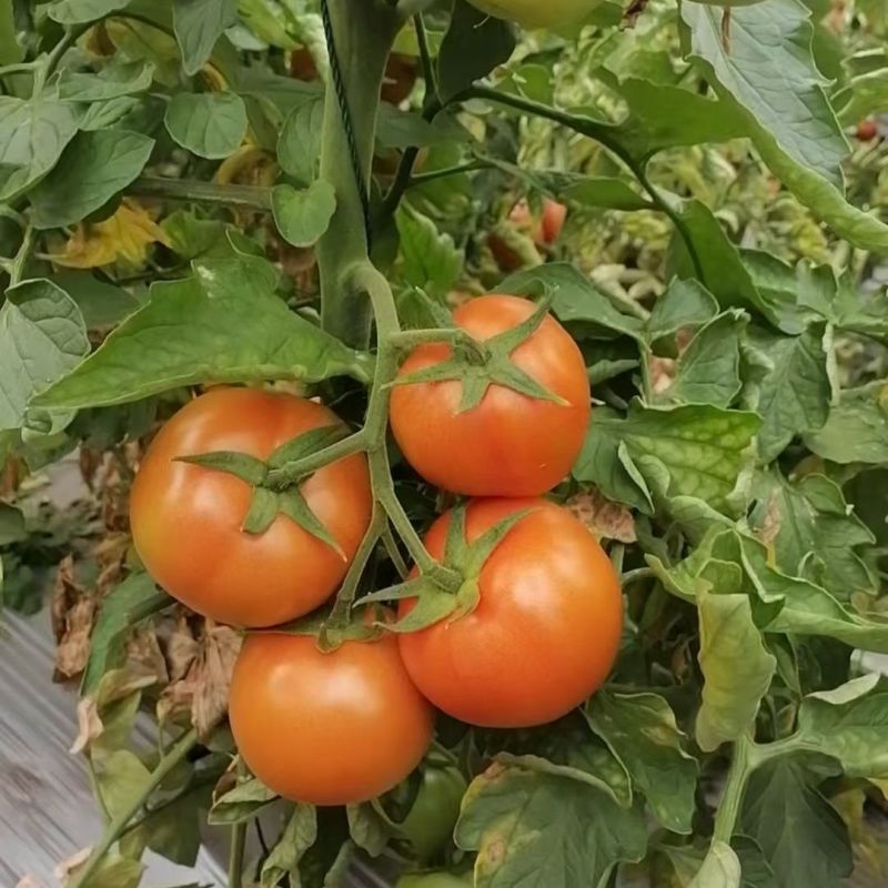 金粉美佳粉红番茄种子无限生长型高圆形春秋播蔬菜大果西红柿