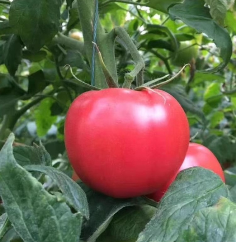 金粉美佳粉红番茄种子无限生长型高圆形春秋播蔬菜大果西红柿