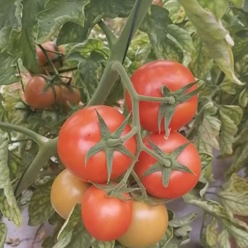 金粉美佳粉红番茄种子无限生长型高圆形春秋播蔬菜大果西红柿