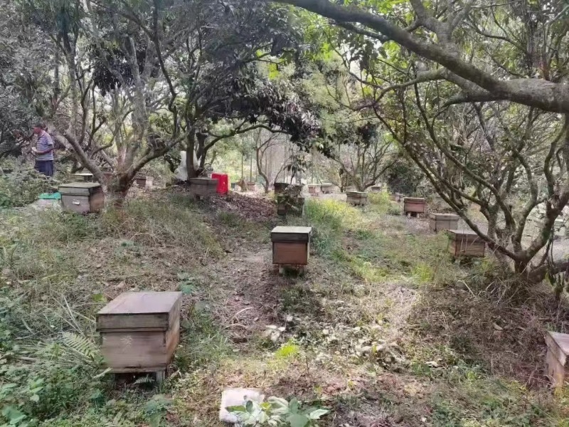 广西灵山荔枝蜜
