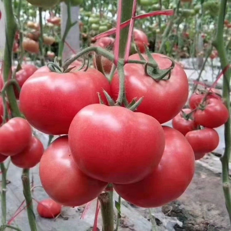 博优番茄种子口感好无限生长粉亮大果高产抗病春秋播