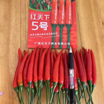 专卖靓种子