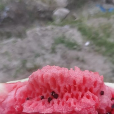 露天西瓜头茬二茬垃圾瓜都有