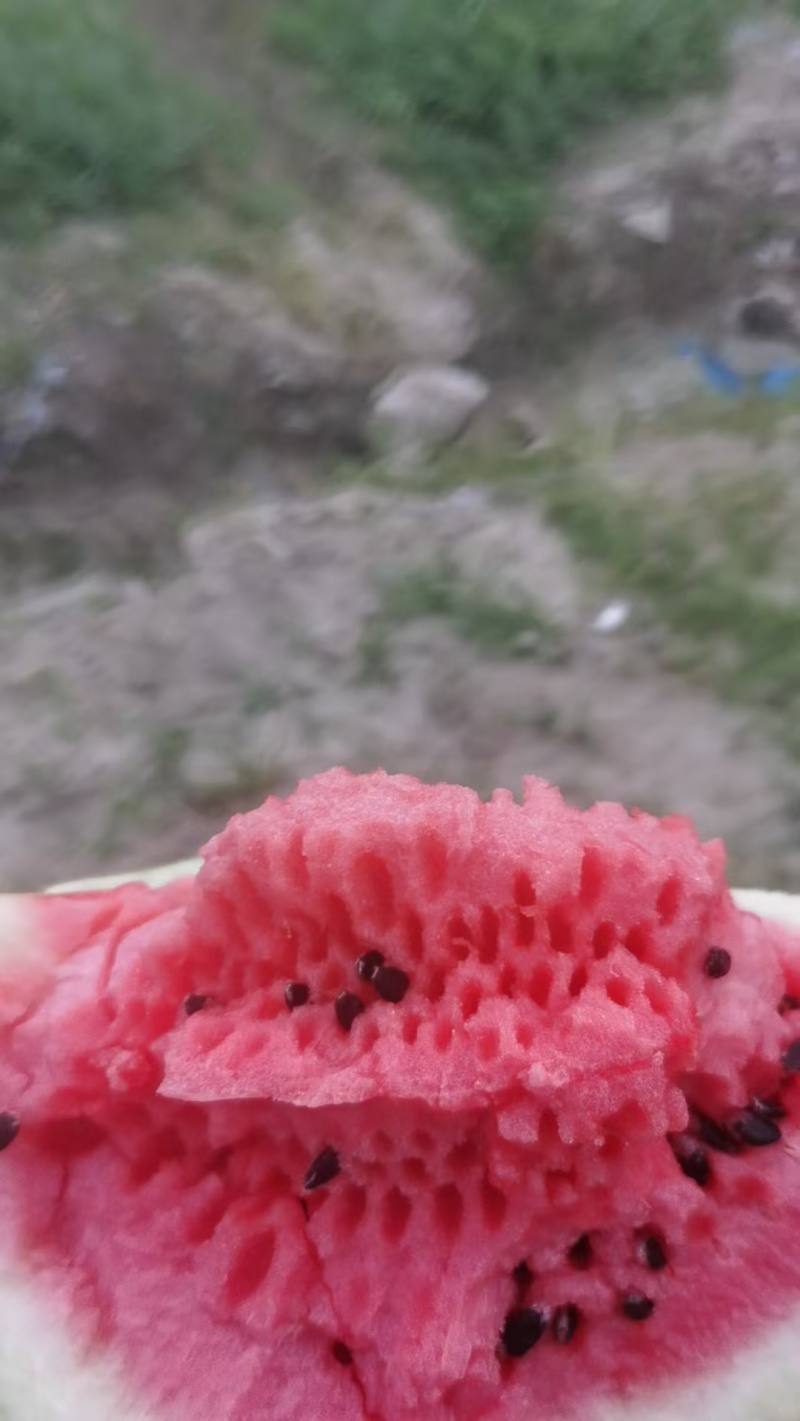露天西瓜头茬二茬垃圾瓜都有