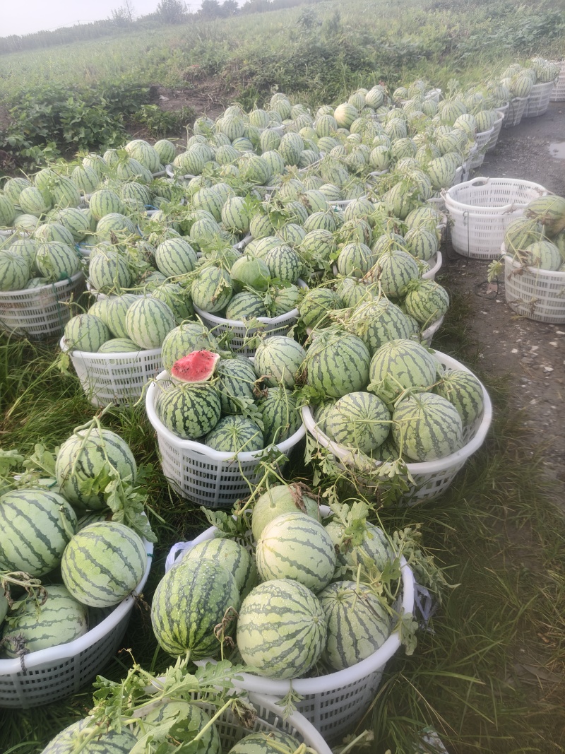 露天西瓜头茬二茬垃圾瓜都有
