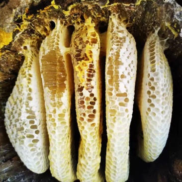野生蜂蜜