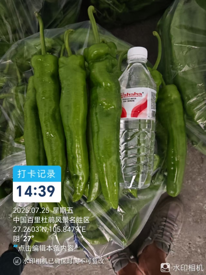 贵州大青椒大尖椒青皮尖椒黄皮大青椒大青皮大黄皮大量上市了