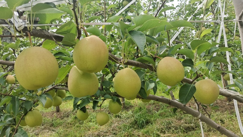 丹霞红梨脆甜梨