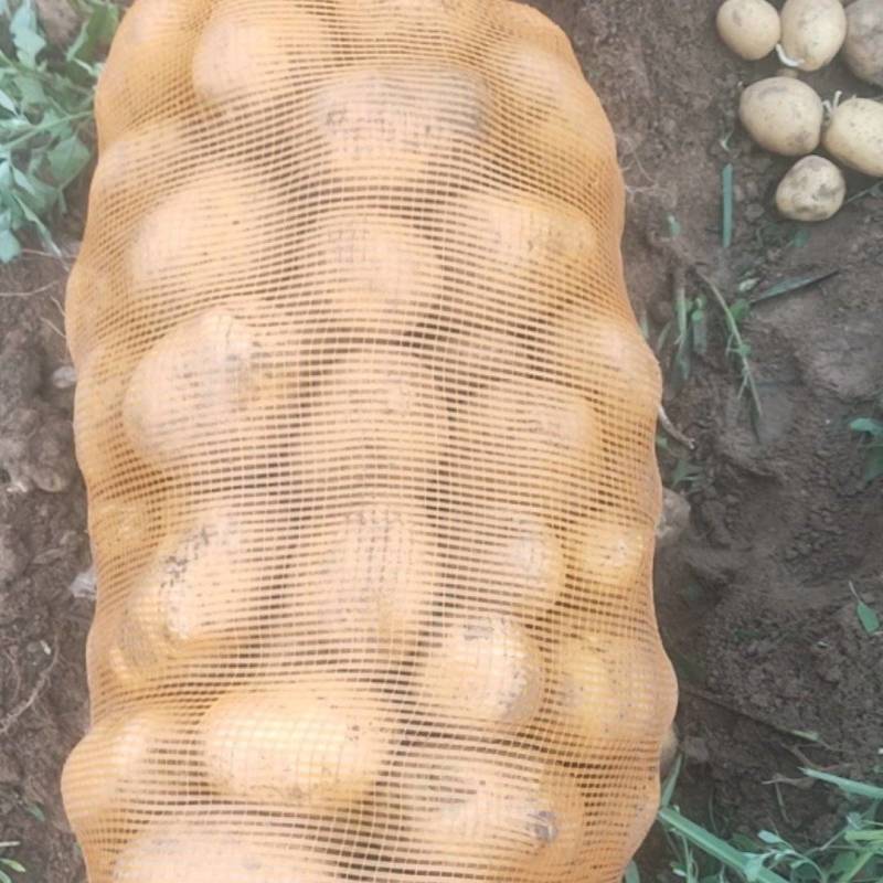 黄心土豆