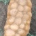 黄心土豆
