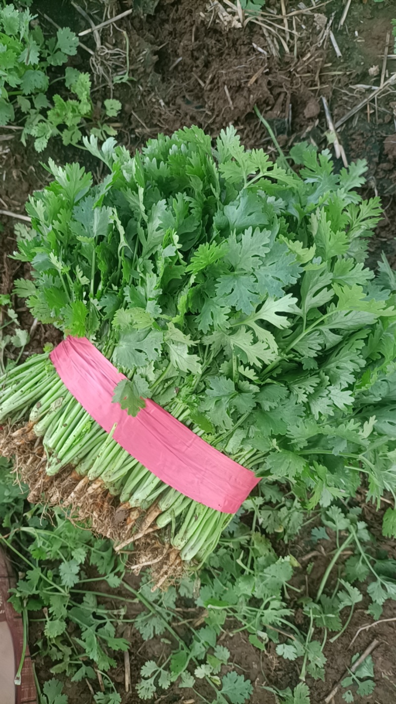 精品大叶香菜