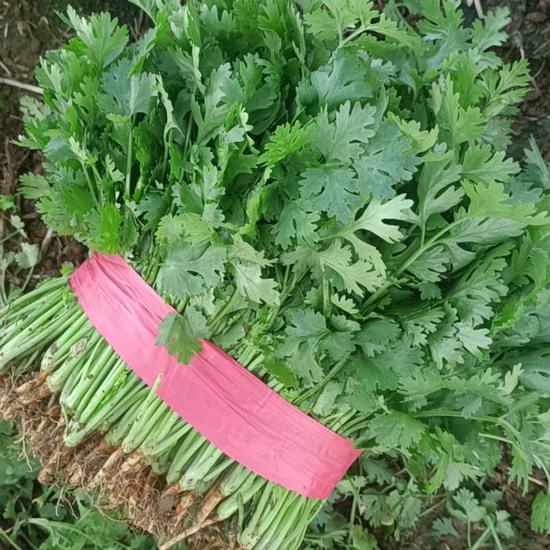 精品大叶香菜