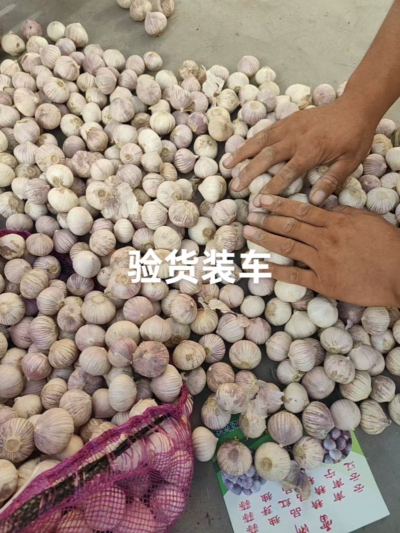 独蒜
