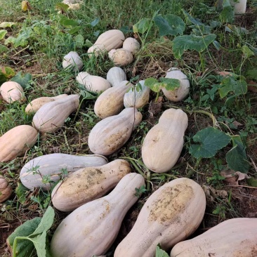 蜜本南瓜种植基地直发