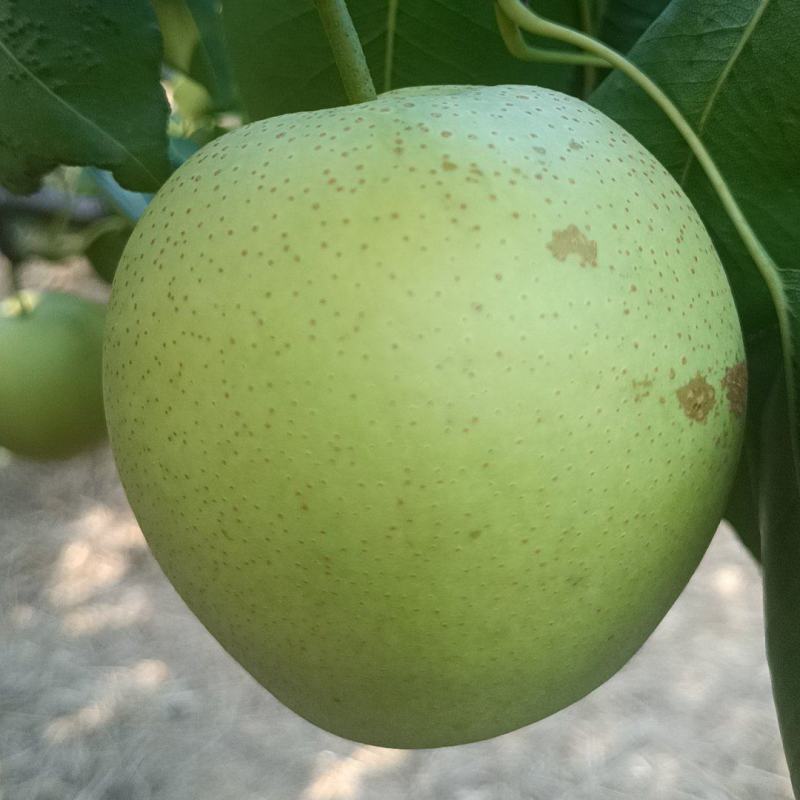 脆薄多汁果点小