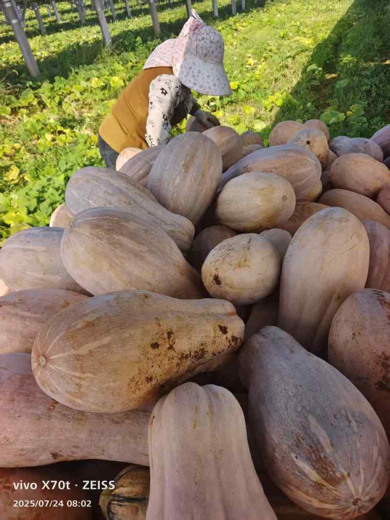 基蜜橙南瓜种植基地直发