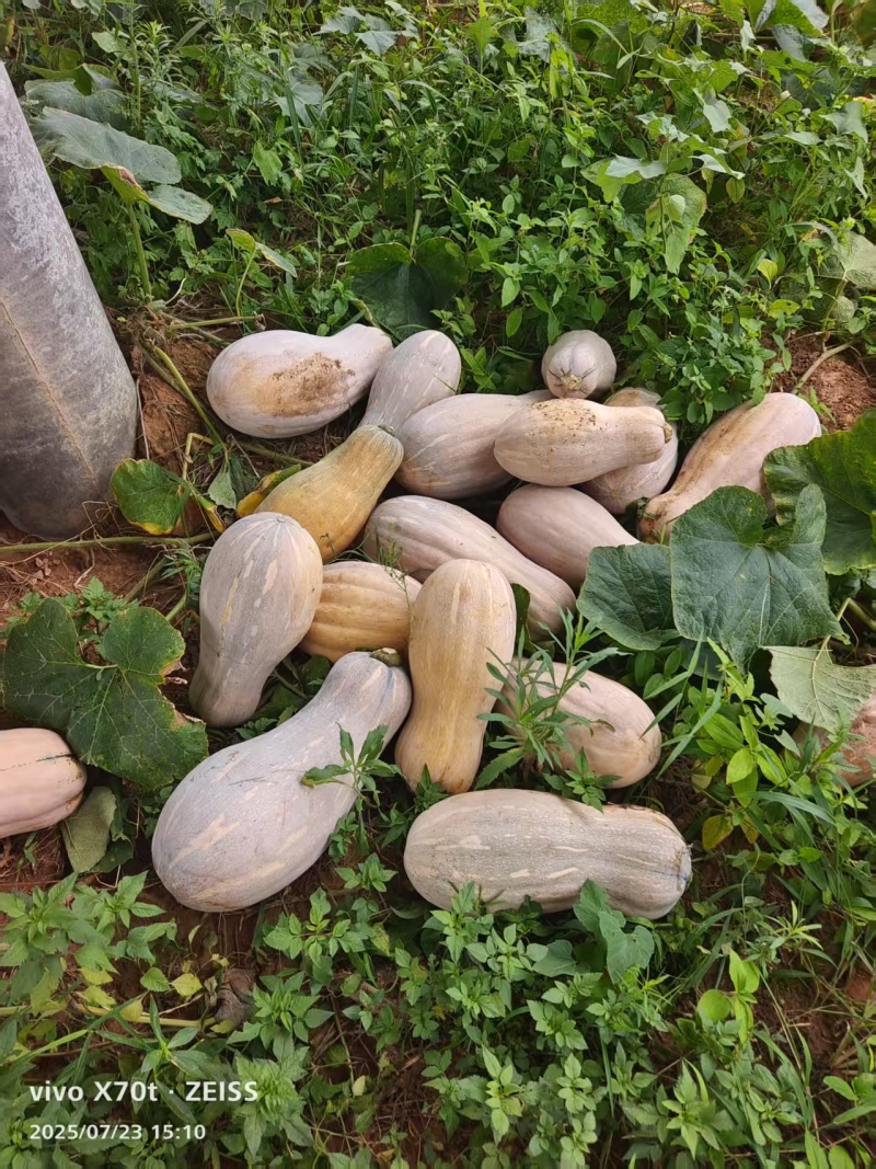 基蜜橙南瓜种植基地直发