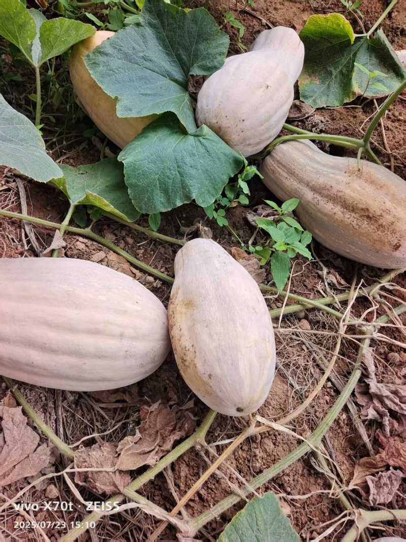 基蜜橙南瓜种植基地直发