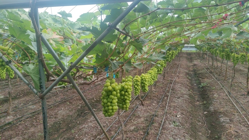 阳光玫瑰一件代发