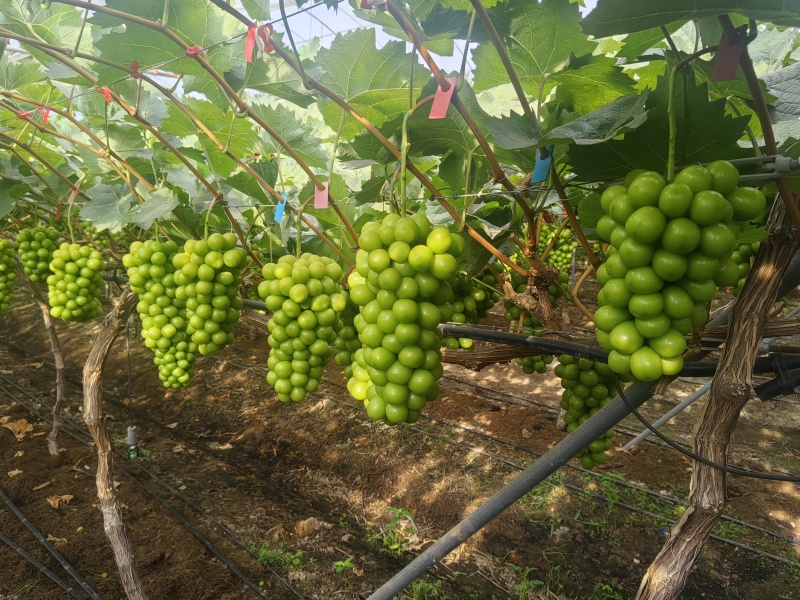 阳光玫瑰一件代发