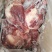 母猪多肉扇子骨