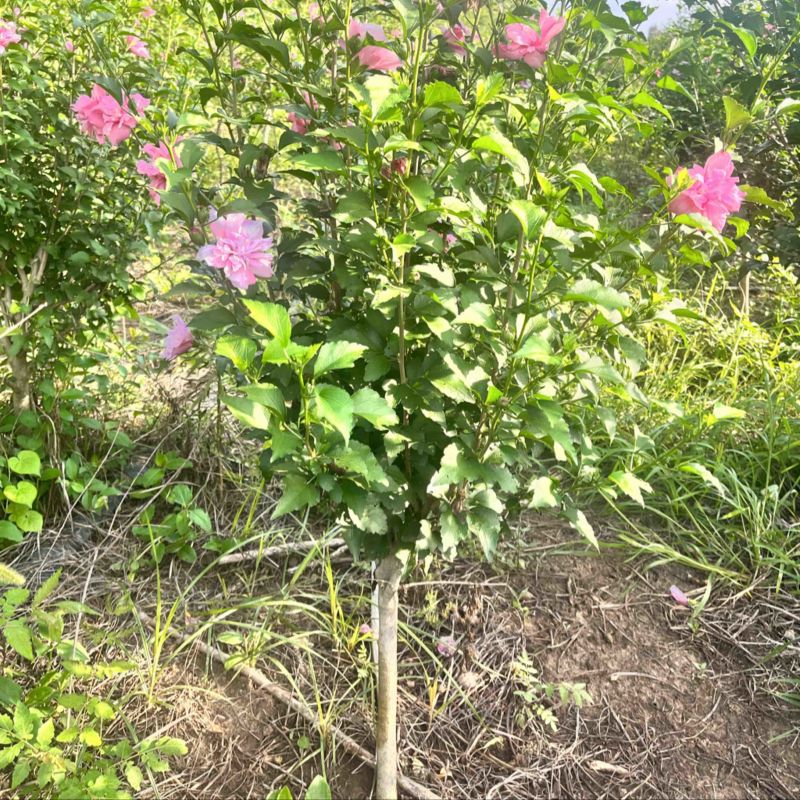 木槿花苗，玫瑰重瓣木槿，木槿花小苗，木槿花棒棒糖，