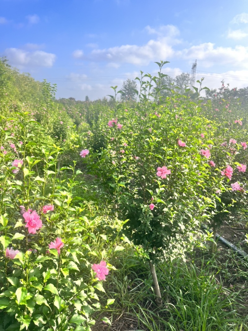 木槿花苗，玫瑰重瓣木槿，木槿花小苗，木槿花棒棒糖，