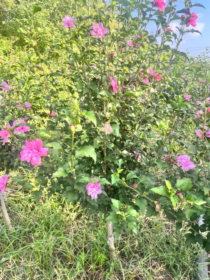 木槿花苗，玫瑰重瓣木槿，木槿花小苗，木槿花棒棒糖，