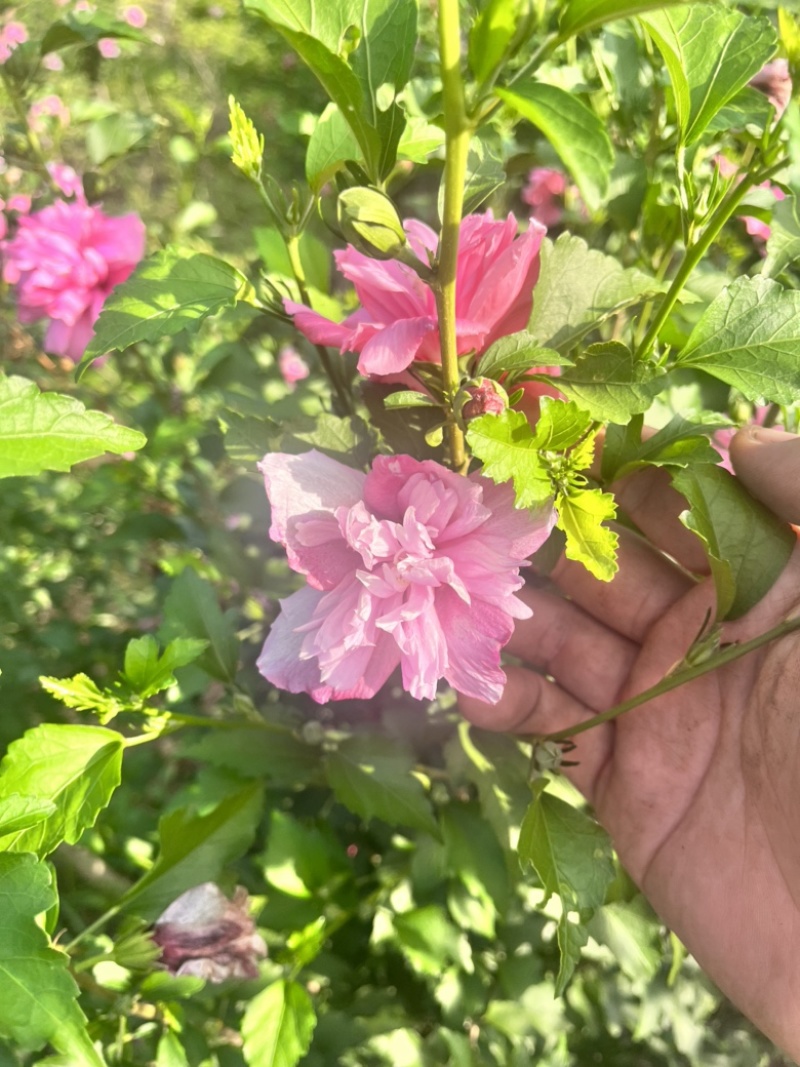木槿花苗，玫瑰重瓣木槿，木槿花小苗，木槿花棒棒糖，