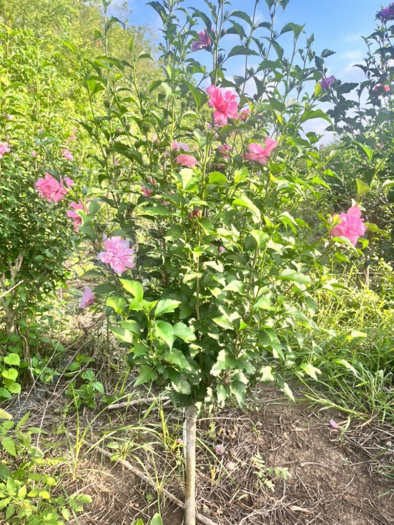 木槿花苗，玫瑰重瓣木槿，木槿花小苗，木槿花棒棒糖，