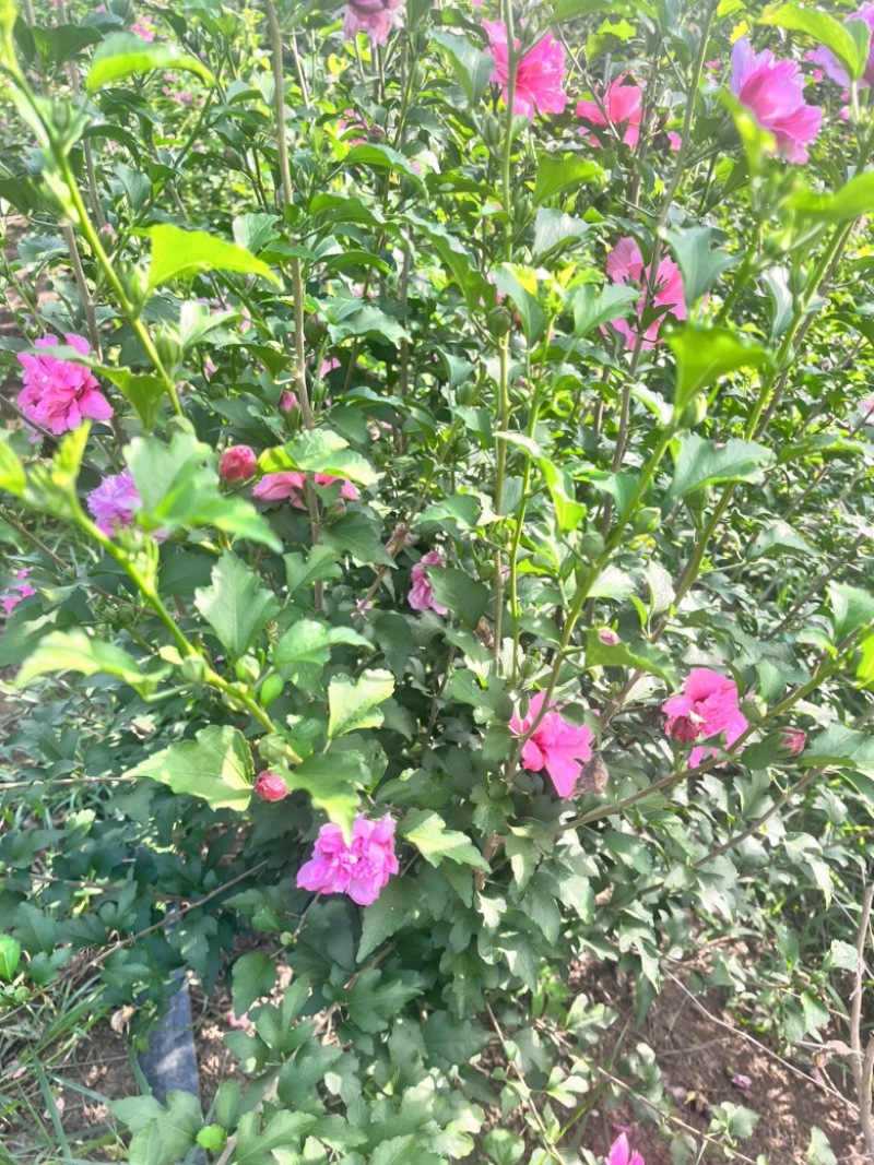 木槿花苗，玫瑰重瓣木槿，木槿花小苗，木槿花棒棒糖，