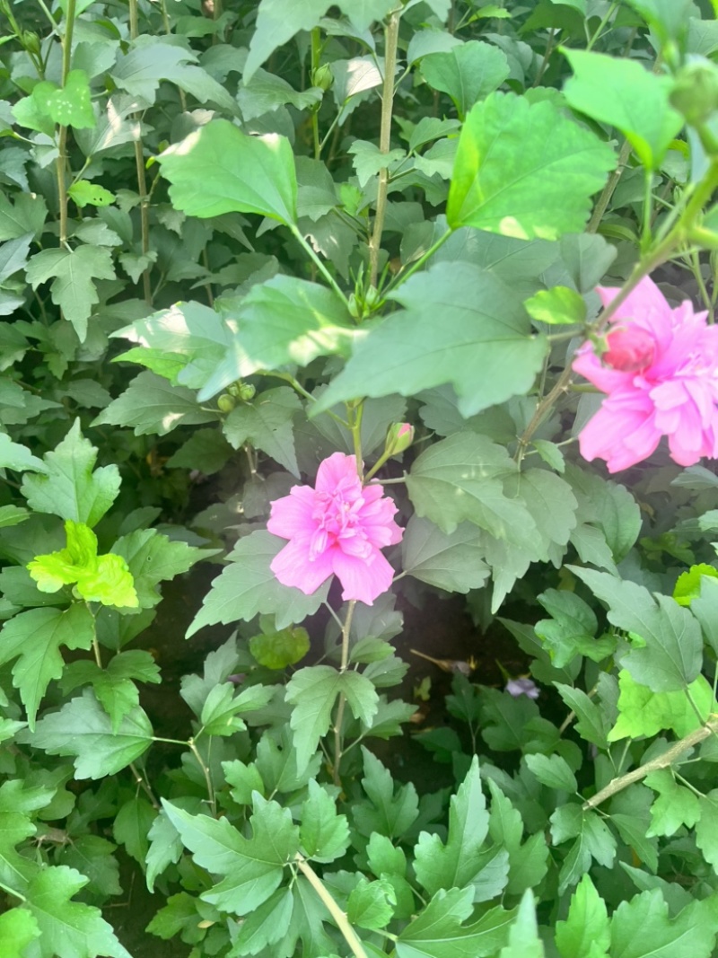 木槿花苗，玫瑰重瓣木槿，木槿花小苗，木槿花棒棒糖，