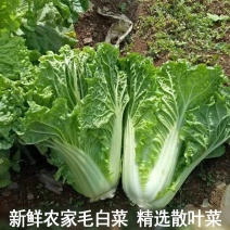 毛白菜黄心白菜麻叶青白菜支持视频看货打款发货