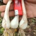 大量出售云南珍珠白玉藠头