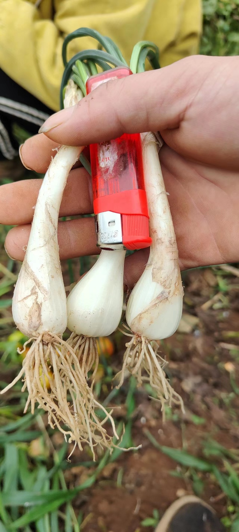 大量出售云南珍珠白玉藠头