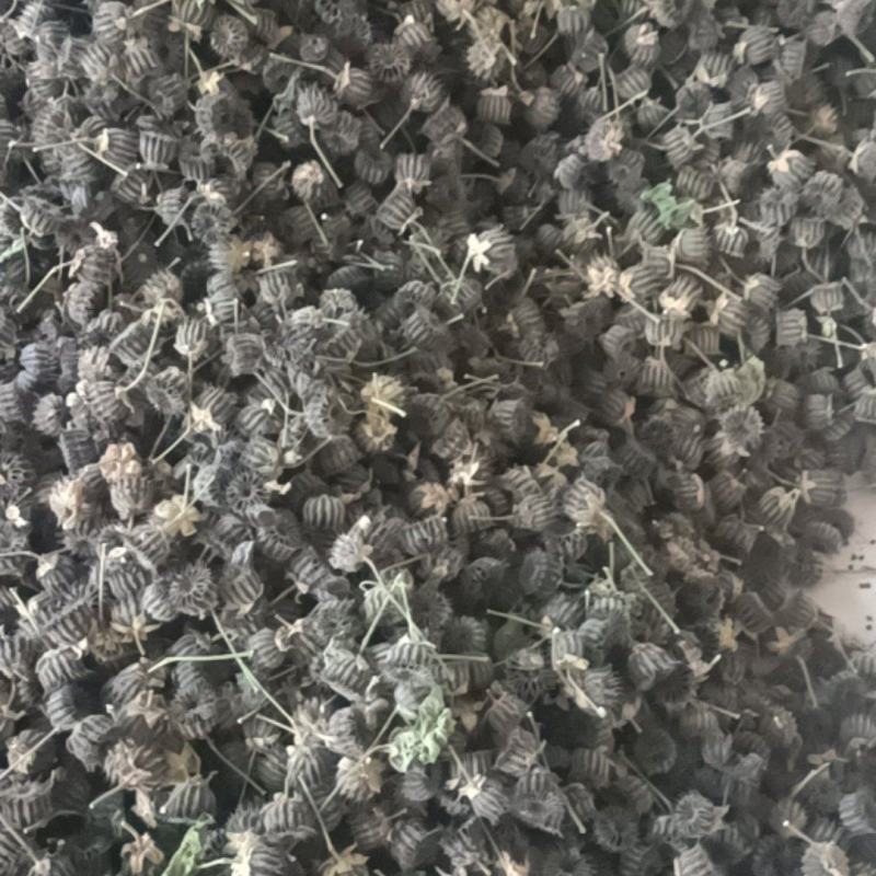 苘麻子产新