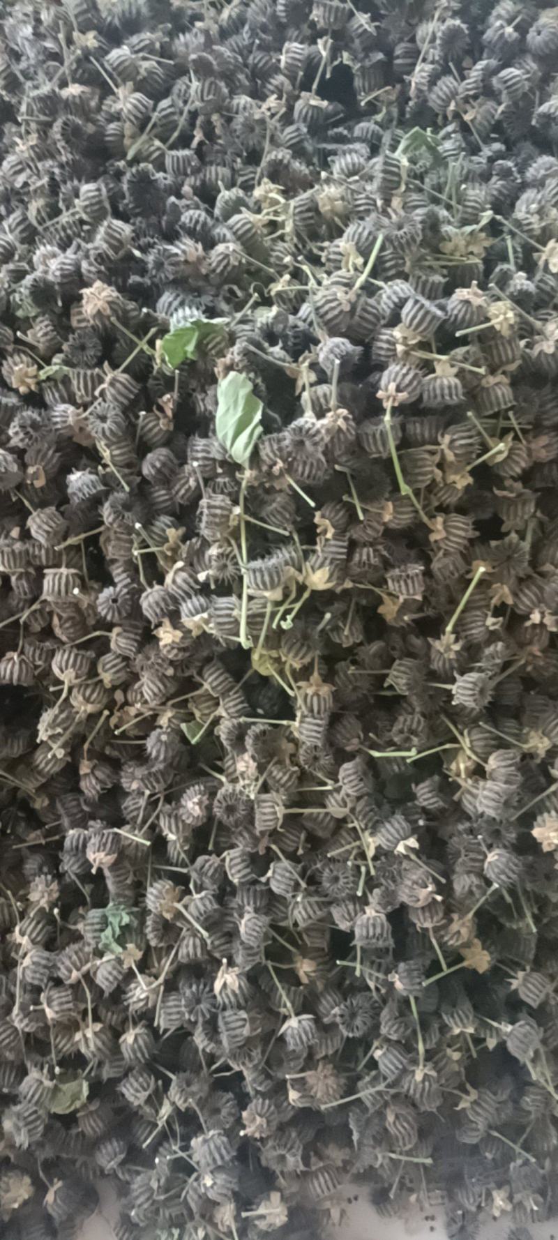 苘麻子产新
