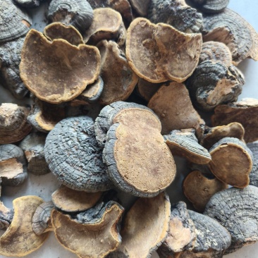 桑黄祥泰药材栈中药材批发零售实物拍摄量多从优欢迎咨询