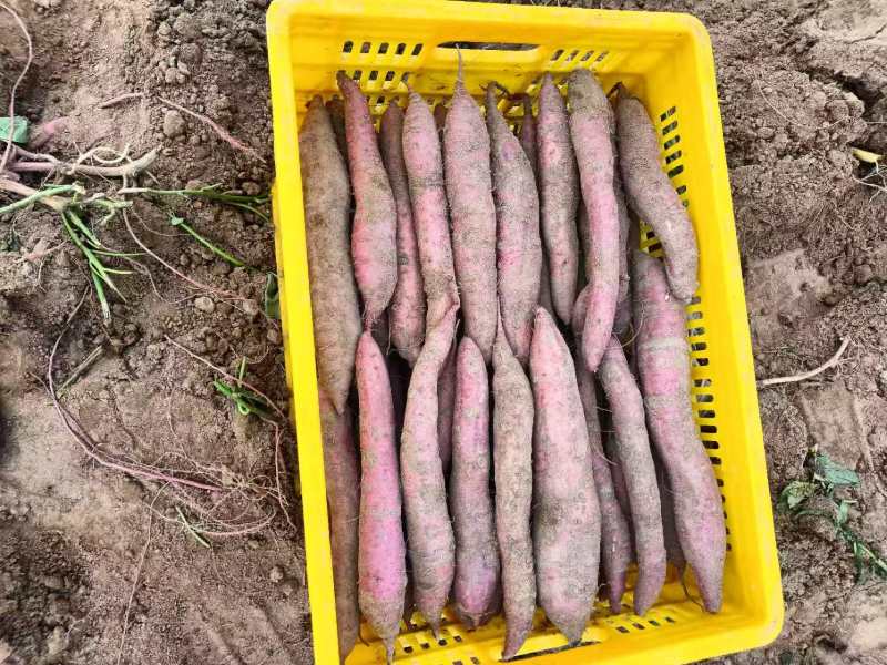 陕西省兴平秦薯5号大量上市，香甜软糯无丝，口感独特